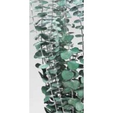 EUCALYPTUS PRESERVED FROSTED Green-